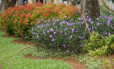 Ruellia Simplex flowers purple in the garden.