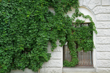 Fototapeta na wymiar Green Creeper Plant on the wall. Old classic building facade with ivy covered wall. 