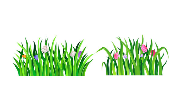 Grass Blades and Flowers as Field Flora Vector Set