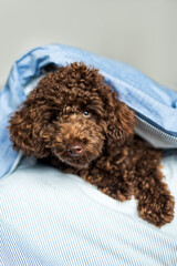 poodle puppy in a blue blanket
