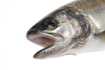 白バックに岩魚