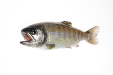 白バックに岩魚