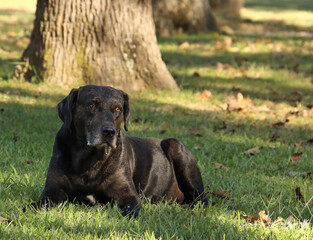 Old black lab dog in the grass