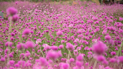 Obraz premium Gomphrena pulchella Fireworks flower in a garden.Selective focus pink flower.