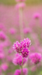 Gomphrena pulchella Fireworks flower in a garden.Selective focus pink flower.