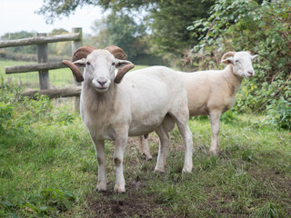 Fototapeta premium A ram looks directly at camera with curled horns.