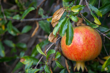 Obraz premium Pomegranate grows on a tree branch at the organic household. Authentic farm series.