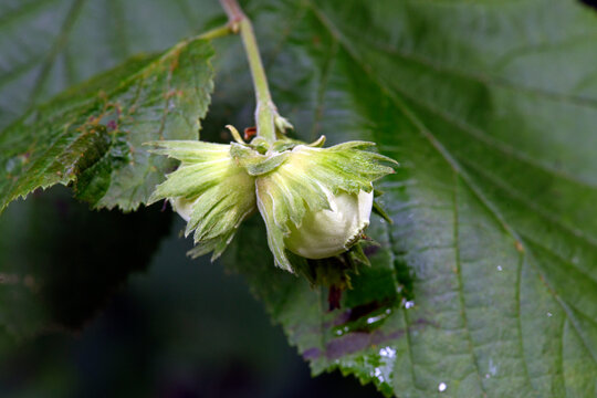 Unreife Fr&uuml;chte der Haselnusss (Corylus avellana) // Unripe fruits of the hazelnut (Corylus avellana)