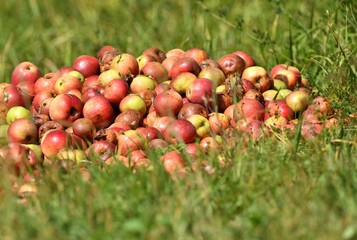 Unsuitable rotten apples for consumption intended for composting in the garden
