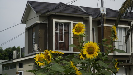 Sunflowers decorate the garden.
