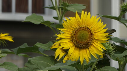 Sunflowers decorate the garden.