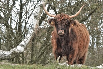 portrait of majestic Scottish Highland Cow in the Netherlands