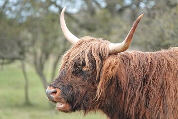 portrait of majestic Scottish Highland Cow in the Netherlands