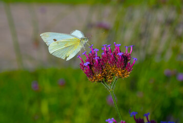 Schmetterling