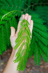 a woman's hand holding a green leaf
