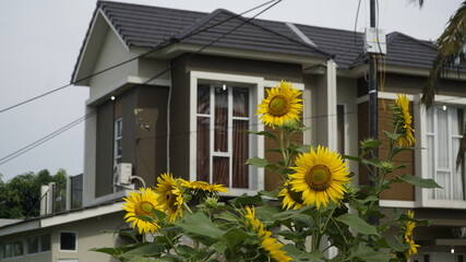Sunflowers decorate the garden.