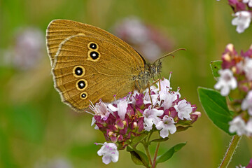 Ringlet / Brauner Waldvogel, Schornsteinfeger (Aphantopus hyperantus)