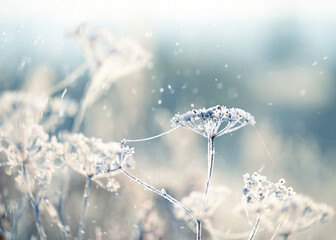Delicate colors in sparkling frost on a natural background and falling snowflakes first frost. very...