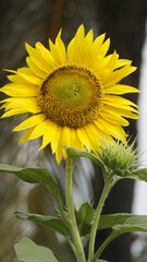 Sunflowers decorate the garden.