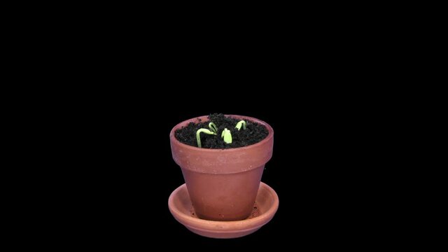 Time-lapse of growing cucumbers in a pot 8a3 in RGB + ALPHA matte format isolated on black background
