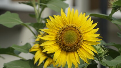 Sunflowers decorate the garden.