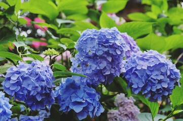 Violet and blue mophead hydrangea, 'Hydrangea macrophylla' bush in flower during the late summer