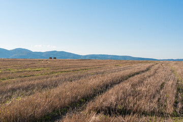 Obraz premium Dry hay field with a clear cut path warm color bulgaria rural landscape sun day clear blue sky