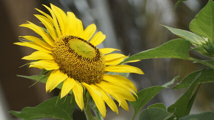 Sunflowers decorate the garden.