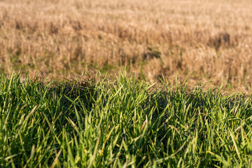 Closeup of drying green grass moss hay field macro of textured eco natural backdrop bulgaria organic autumn fall foliage wallpaper view top above