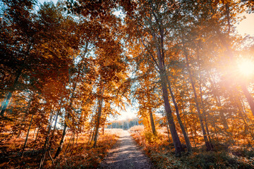 Nature trail in autumn going through a forest