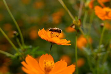 キバナコスモスとミツバチ