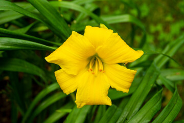 Soft Yellow Lily