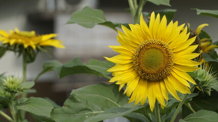 Sunflowers decorate the garden.