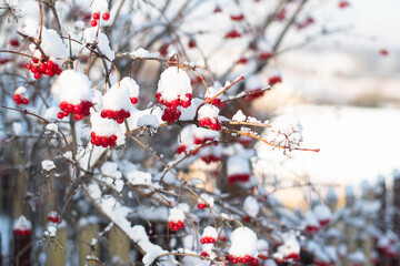 Winter landscape. Beautiful clusters of viburnum sprinkled with snow.