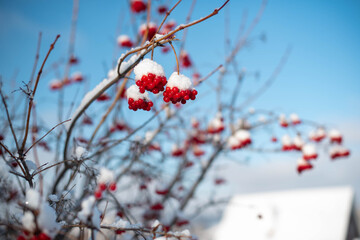 Winter landscape. Beautiful clusters of viburnum sprinkled with snow.