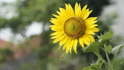 Sunflowers decorate the garden.