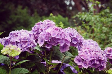 Pink and purple Hydrangea macrophylla 'Hamburg' in flower during the summer months