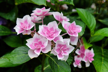 Pink and white lace cap Hydrangea macrophylla 'Stargazer' in flower during the summer months