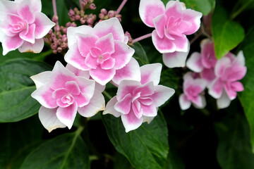 Pink and white lace cap Hydrangea macrophylla 'Stargazer' in flower during the summer months