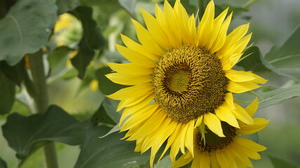 Sunflowers decorate the garden.
