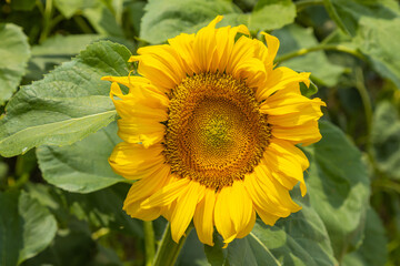 Sunflower on a field during hot summer day.