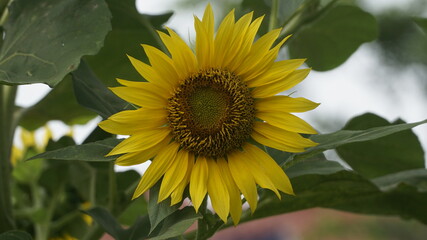 Sunflowers decorate the garden.