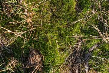 Fototapeta na wymiar Closeup of drying green grass moss hay field macro of textured eco natural backdrop bulgaria organic autumn fall foliage wallpaper view top above