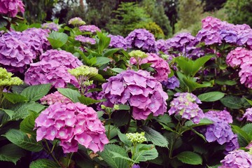 Pink and purple Hydrangea macrophylla in flower during the summer months