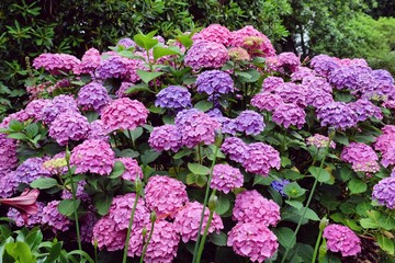 Pink and purple Hydrangea macrophylla in flower during the summer months