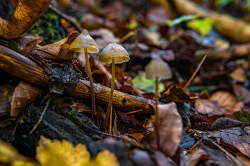 Mycena epipterygia Stretchable helmet liner mushroom fungus in colourful autumn forest