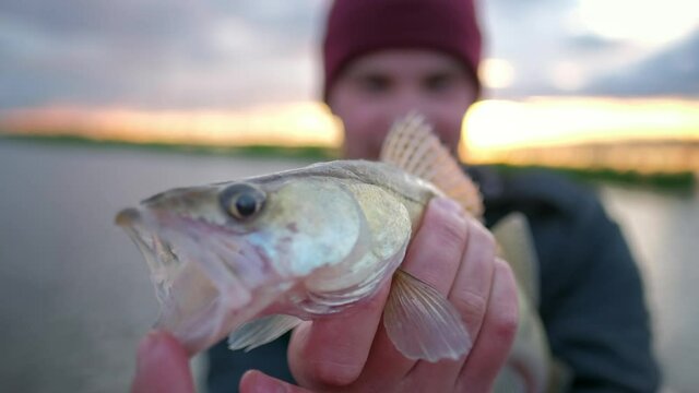 Angler with little zander fish. Young fisherman shows his little trophy - zander fish
