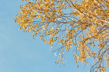 beautiful yellow birch leaves on a background of blue sky at sunset on a warm autumn day