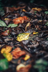 wet rotten leaves in the rain with a yellow leaf in the center