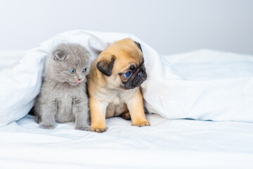 A small pug puppy and a small fluffy briton kitten lie next to under a large white blanket on the bed at home